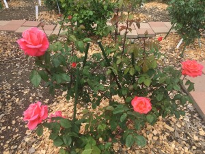 20200525 郡山市　開成山公園バラ園_200525_0011